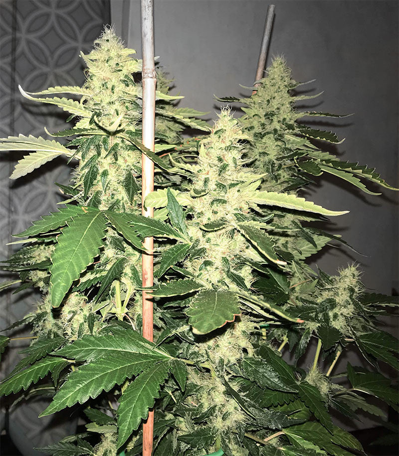 Roślina odmiany Green Crack – Blimburn Seeds – zdjęcie 4