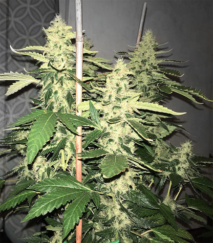 Roślina odmiany Green Crack – Blimburn Seeds – zdjęcie 4
