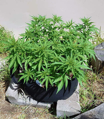 Roślina odmiany Green Crack – Blimburn Seeds – zdjęcie 6