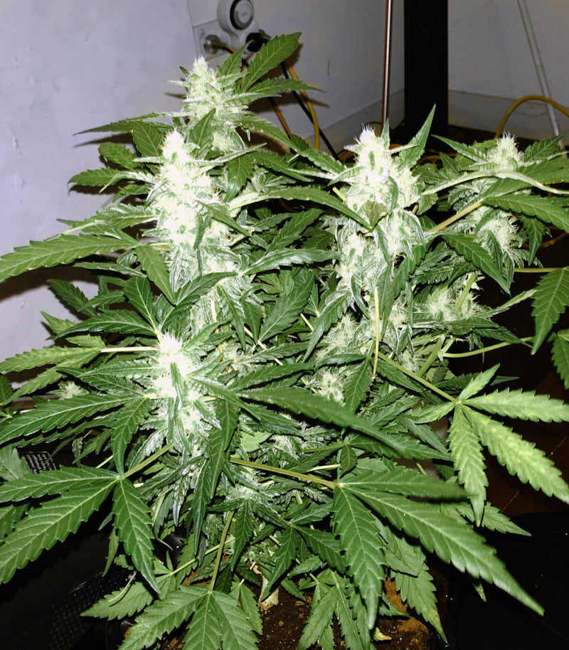 Roślina odmiany Green Crack – Blimburn Seeds – zdjęcie 5