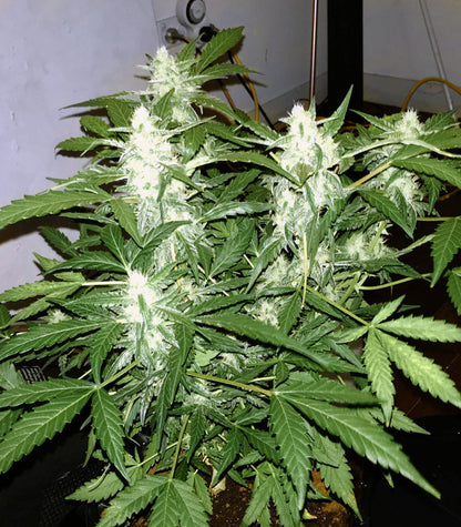 Roślina odmiany Green Crack – Blimburn Seeds – zdjęcie 5
