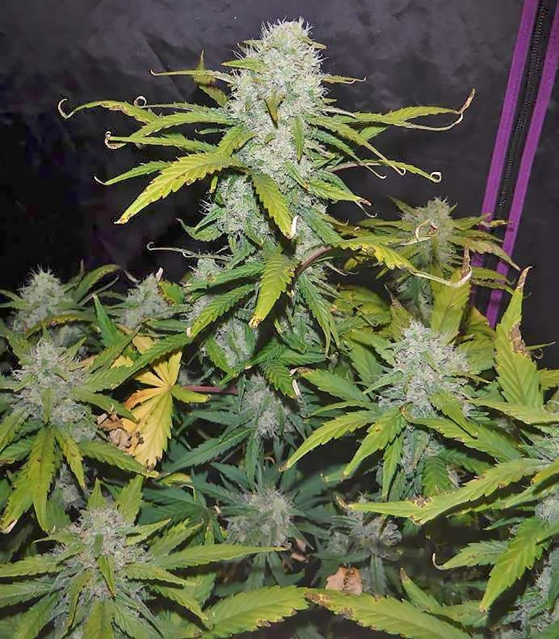 Roślina odmiany Green Crack Auto – zdjęcie 11