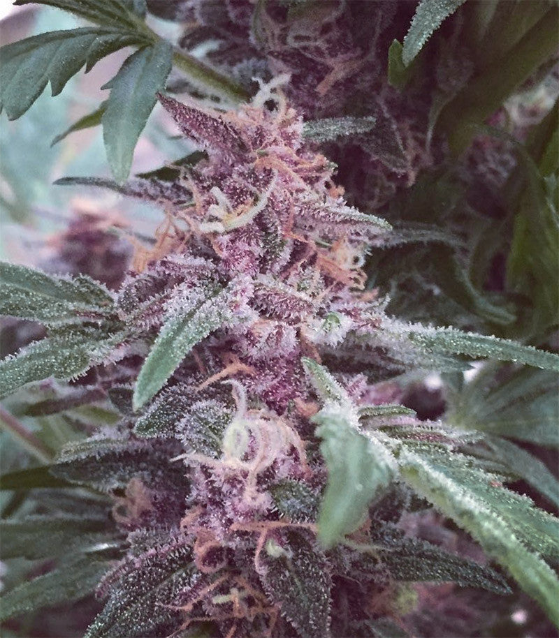 Roślina odmiany Grizzly Purple Kush – zdjęcie 3