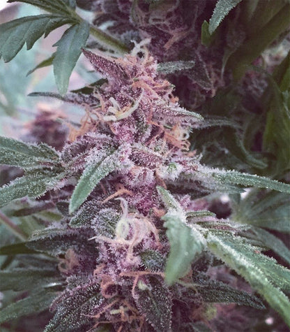 Roślina odmiany Grizzly Purple Kush – zdjęcie 3