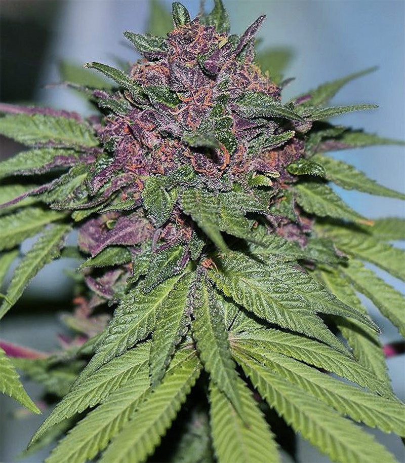 Roślina odmiany Grizzly Purple Kush – zdjęcie 4