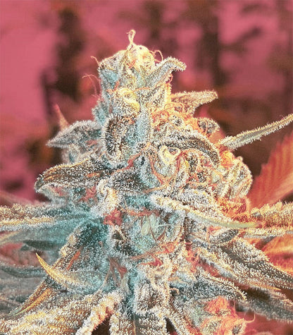 Roślina odmiany Grizzly Purple Kush – zdjęcie 5