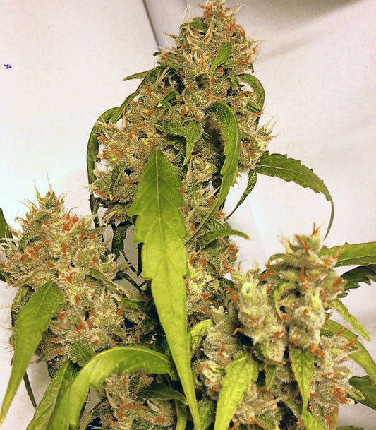 Roślina odmiany Jack Herer – Sensi Seeds – zdjęcie 3