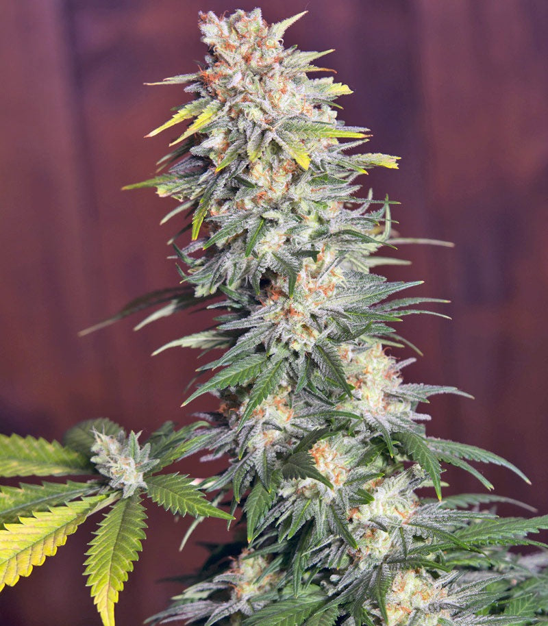 Roślina odmiany Killer Kush F1 Fast Version – zdjęcie 3