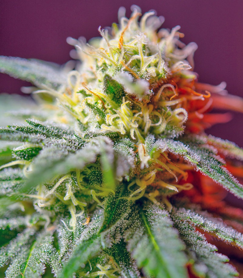 Roślina odmiany Killer Kush F1 Fast Version – zdjęcie 4