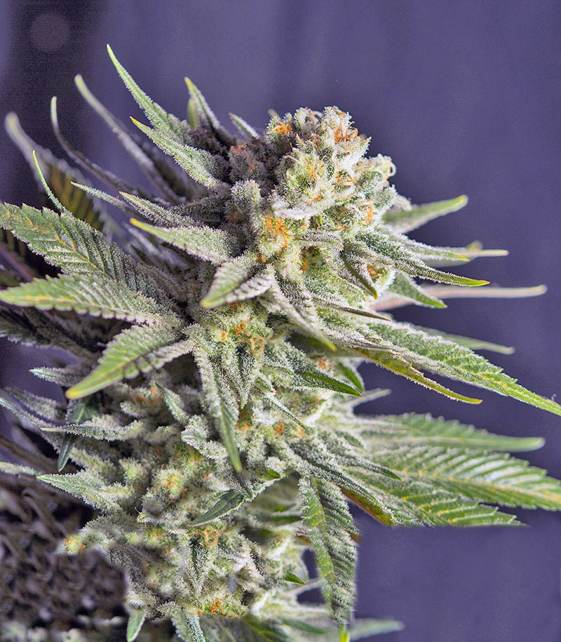 Roślina odmiany Killer Kush F1 Fast Version – zdjęcie 5