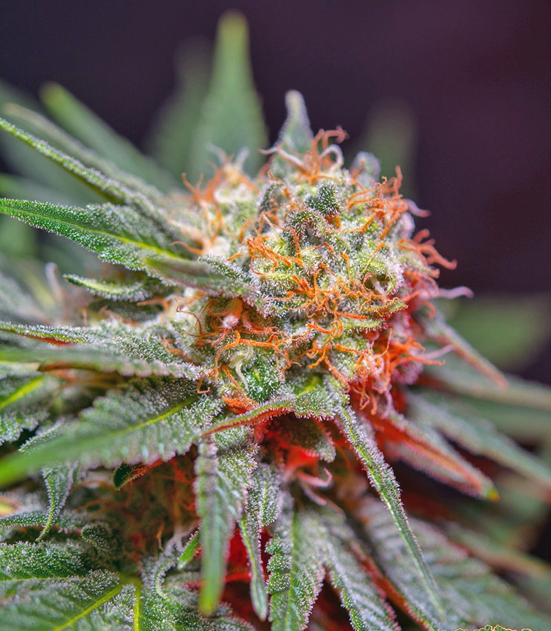 Roślina odmiany Killer Kush F1 Fast Version – zdjęcie 6
