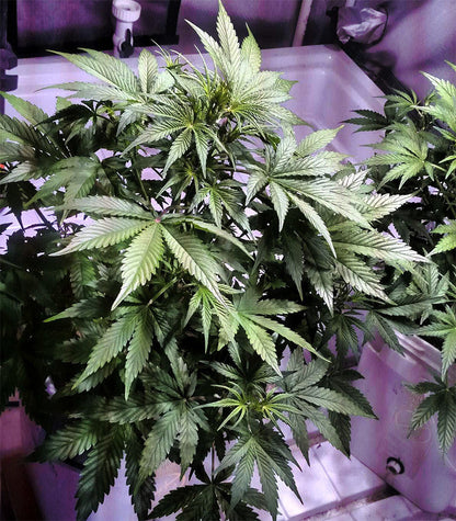 Roślina odmiany Lemon AK Auto – zdjęcie 3