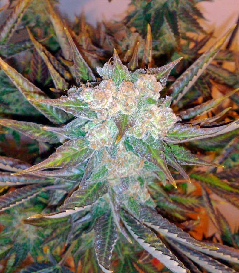 Roślina odmiany Master Kush – zdjęcie 3