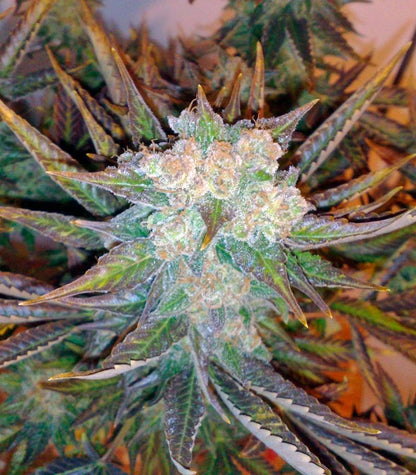 Roślina odmiany Master Kush – zdjęcie 3
