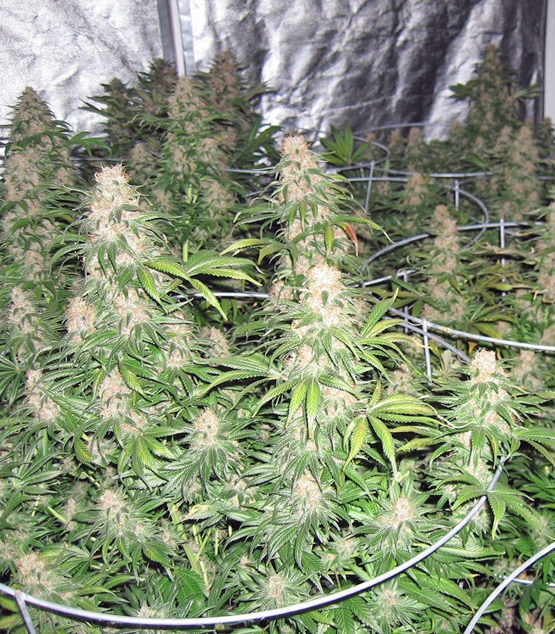 Roślina odmiany Master Kush – zdjęcie 4
