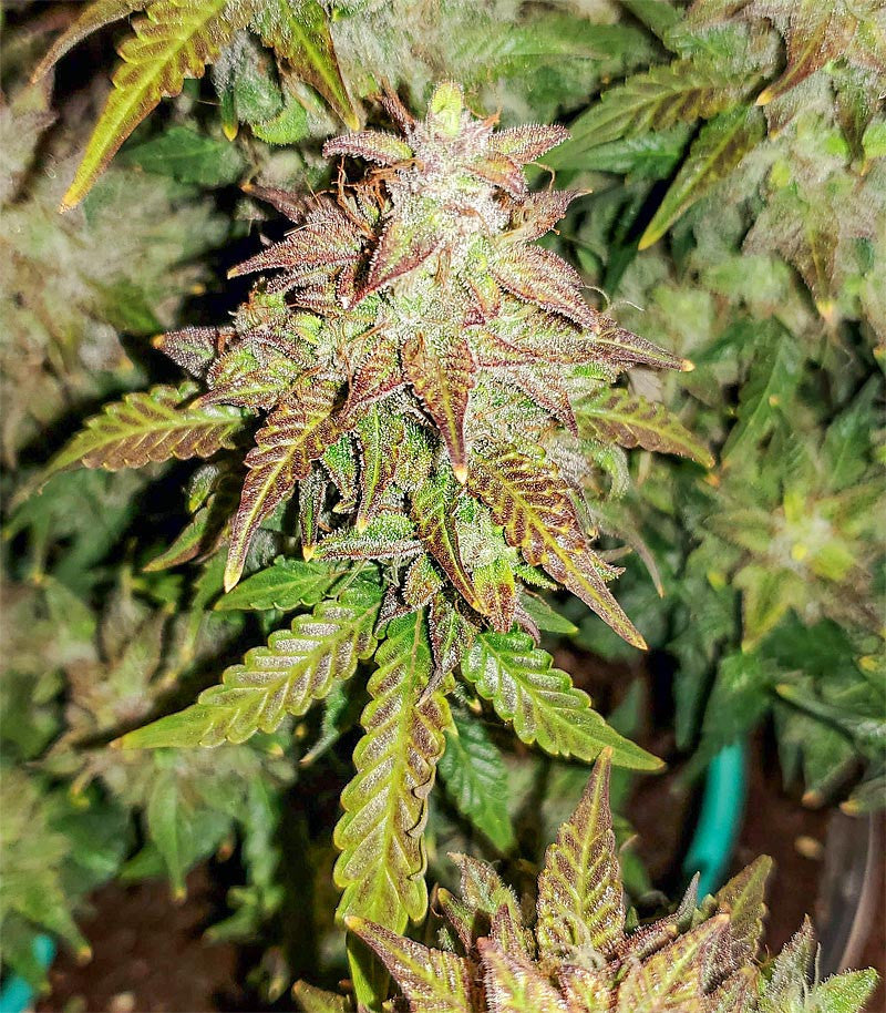 Roślina odmiany Original Auto Skunk – zdjęcie 3