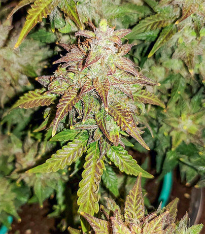 Roślina odmiany Original Auto Skunk – zdjęcie 3