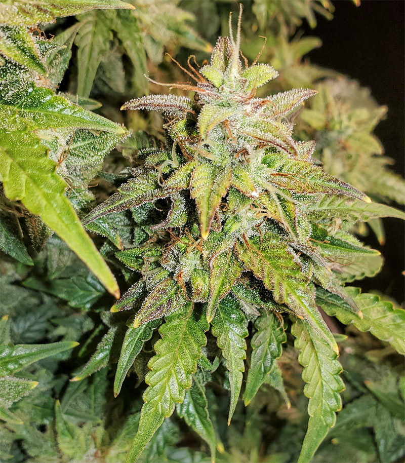 Roślina odmiany Original Auto Skunk – zdjęcie 4