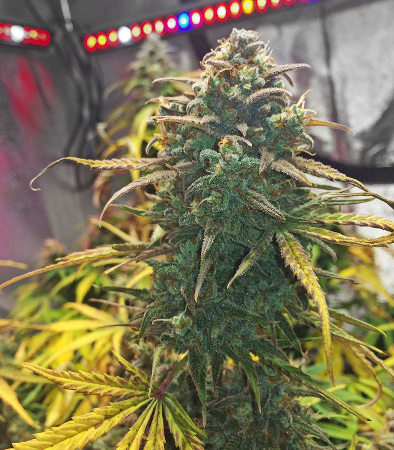Roślina odmiany Purple Haze Auto – zdjęcie 3