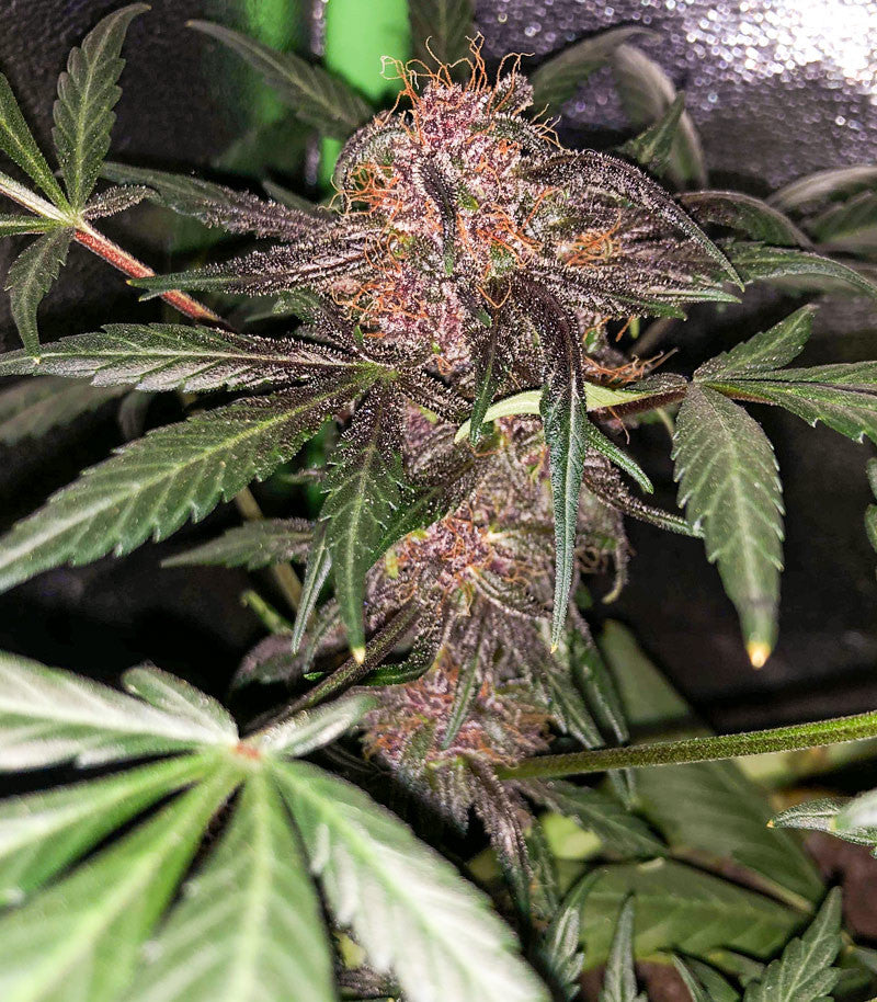 Roślina odmiany Purple Lemonade Auto – zdjęcie 8