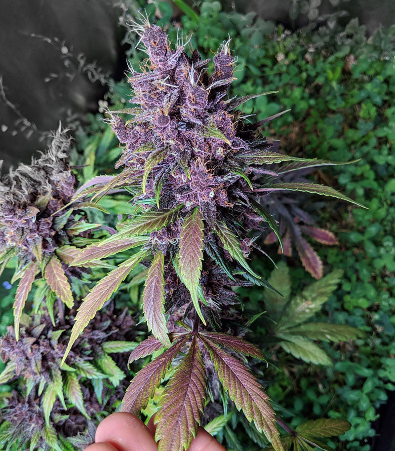 Roślina odmiany Purple Lemonade Auto – zdjęcie 3