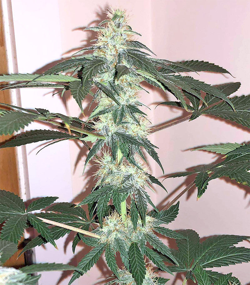 Roślina odmiany Ruderalis Skunk regular – zdjęcie 3