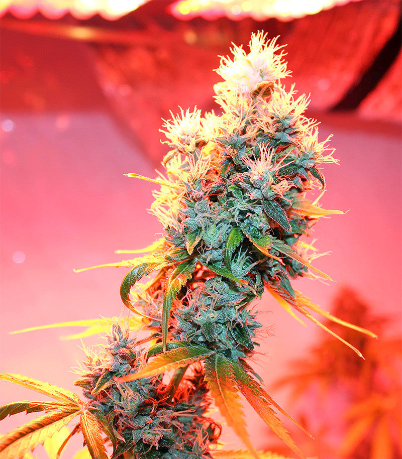Roślina odmiany Ruderalis Skunk regular – zdjęcie 6