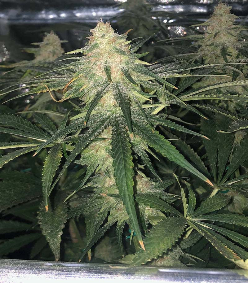 Roślina odmiany Runtz – Seedstockers – zdjęcie 3
