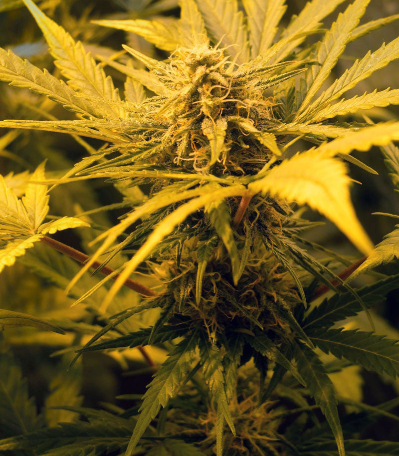 Roślina odmiany Skunk #1 Automatic – zdjęcie 4