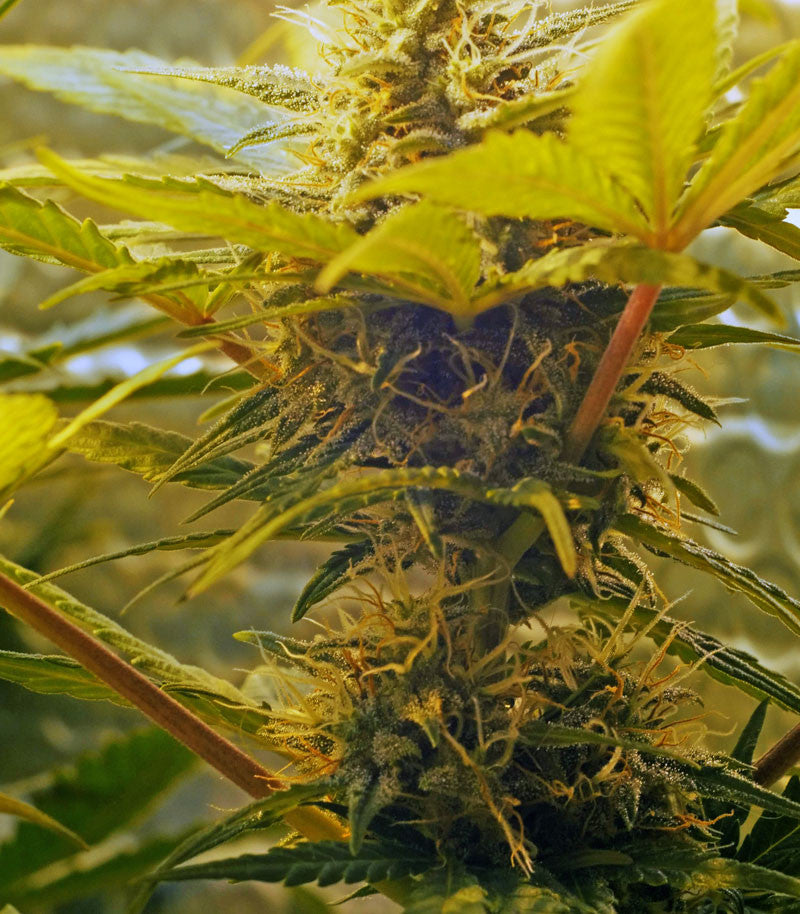 Roślina odmiany Skunk #1 Automatic – zdjęcie 5