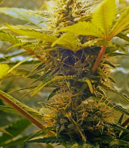 Roślina odmiany Skunk #1 Automatic – zdjęcie 5