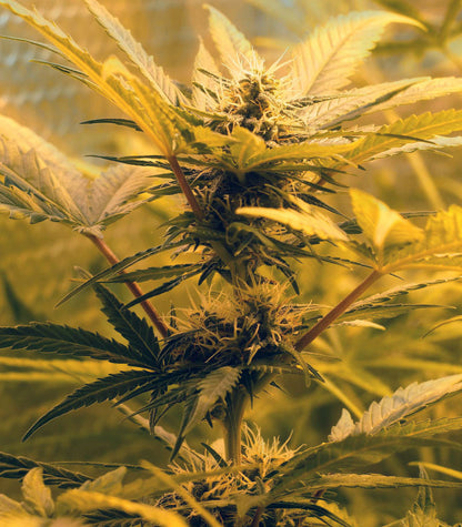 Roślina odmiany Skunk #1 Automatic – zdjęcie 7