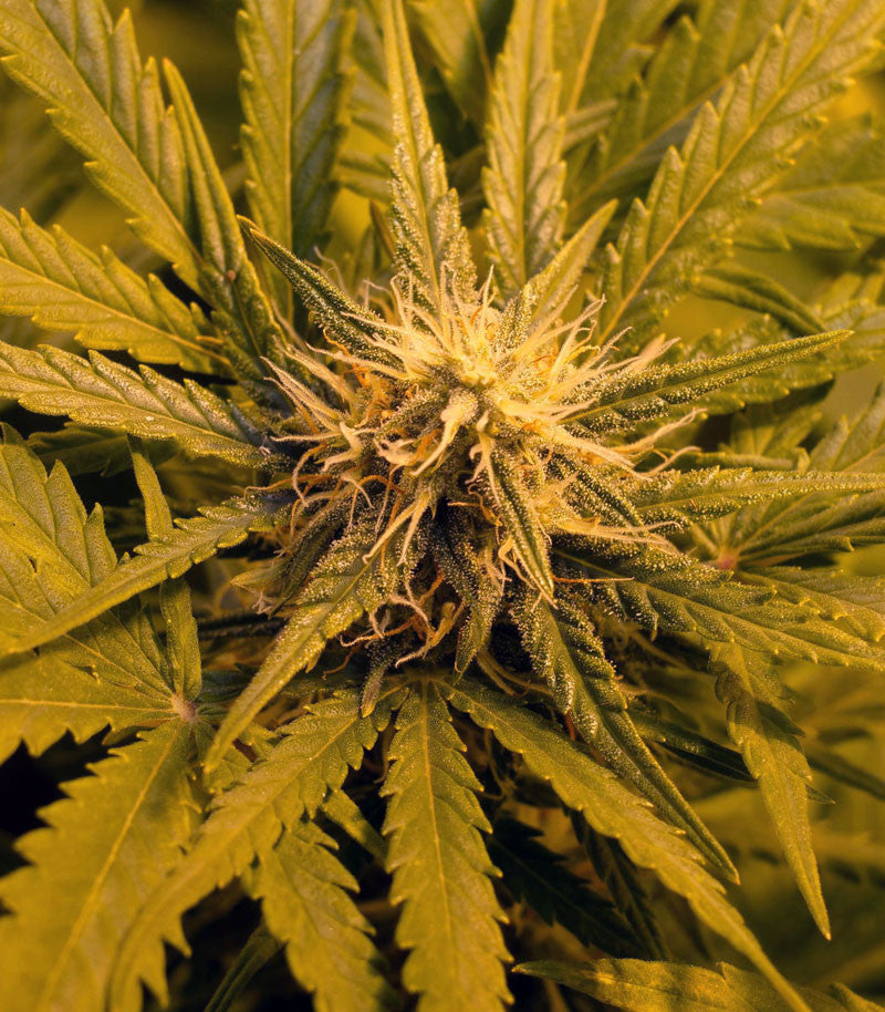 Roślina odmiany Skunk #1 Automatic – zdjęcie 8
