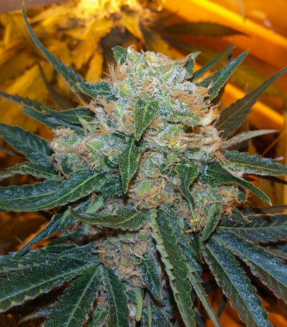 Roślina odmiany Skunk #1 – zdjęcie 6