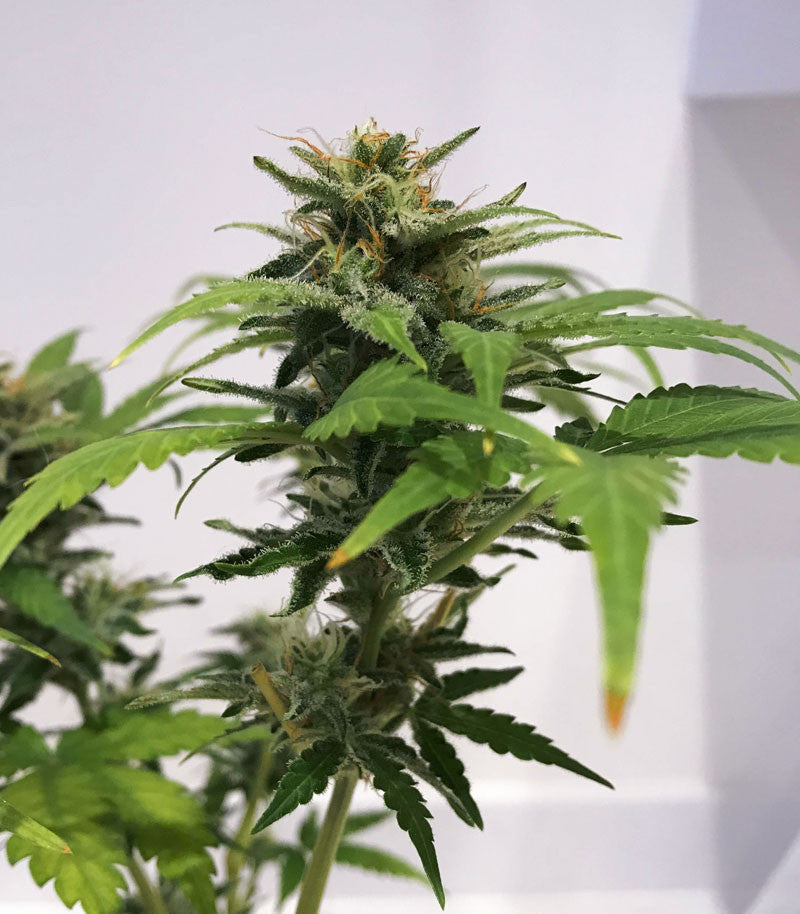 Roślina odmiany Skunk #1 – zdjęcie 7