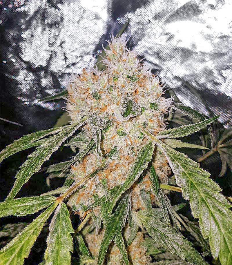Roślina odmiany Skunk XL – zdjęcie 4