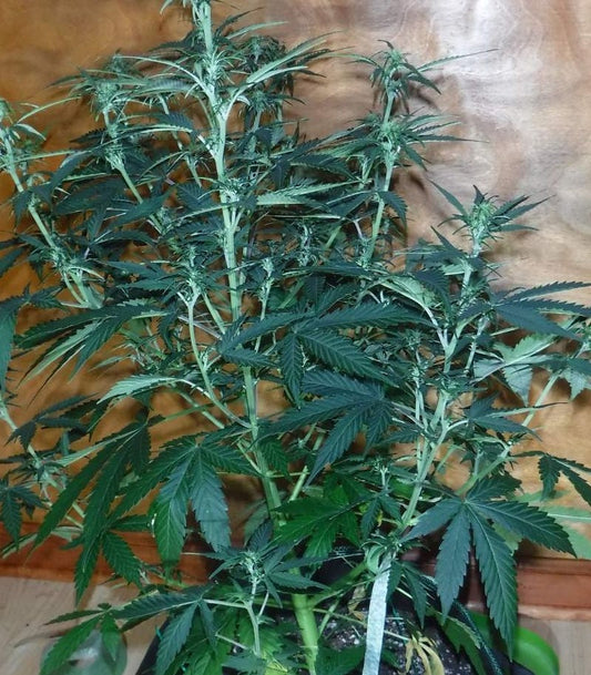 Roślina odmiany Sugar Black Rose Auto – zdjęcie 3