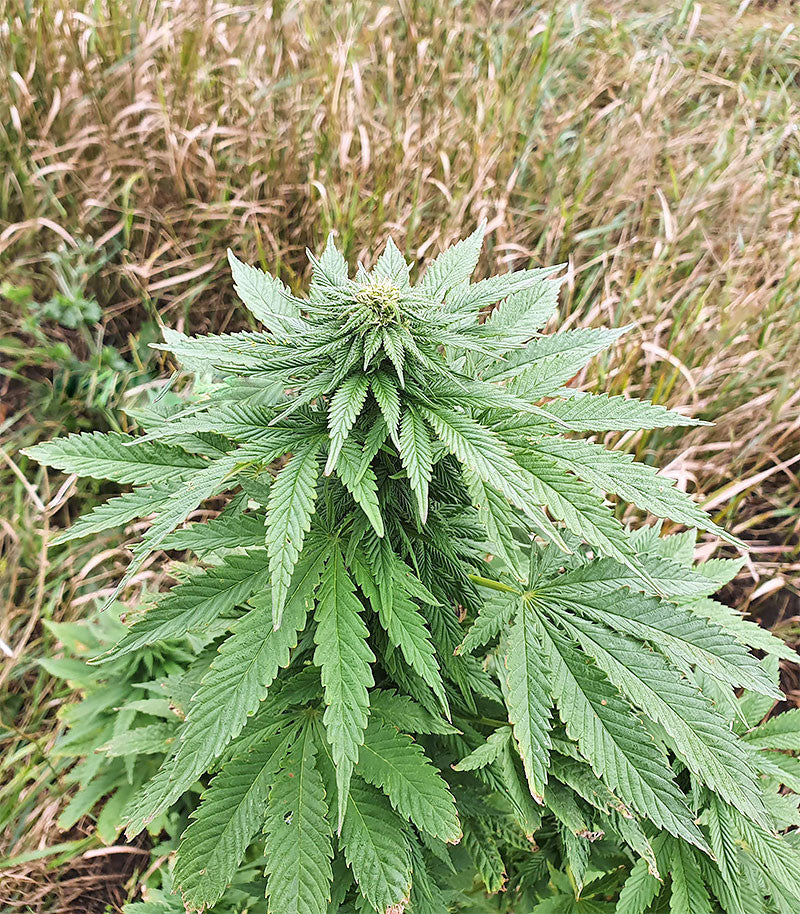 Roślina odmiany Super Skunk Autoflower – zdjęcie 4