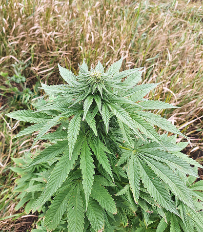 Roślina odmiany Super Skunk Autoflower – zdjęcie 4
