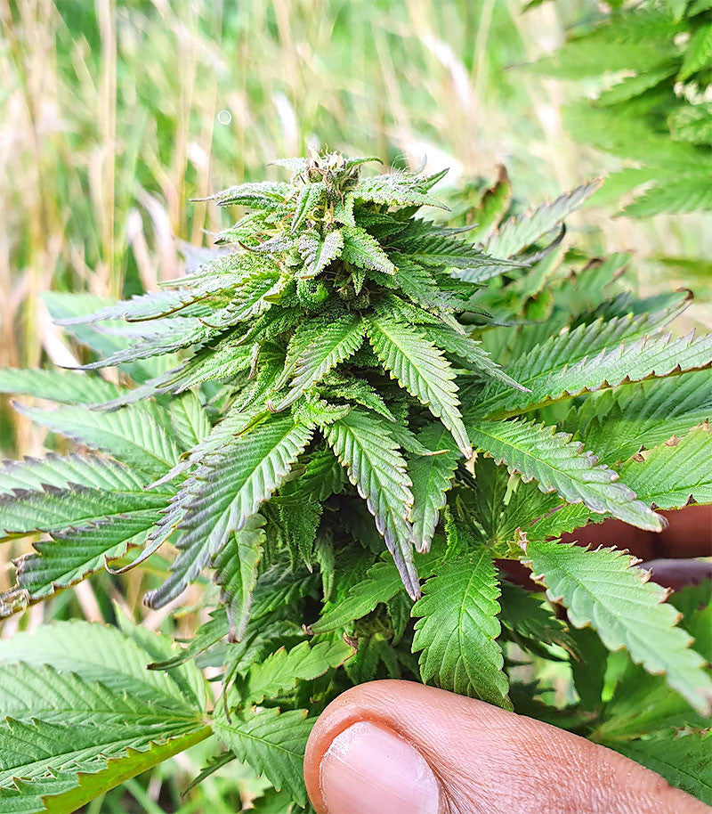 Roślina odmiany Super Skunk Autoflower – zdjęcie 5
