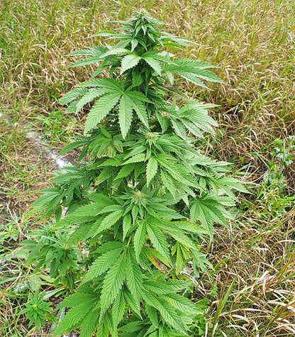 Roślina odmiany Super Skunk Autoflower – zdjęcie 6