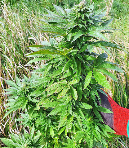 Roślina odmiany Super Skunk Autoflower – zdjęcie 7