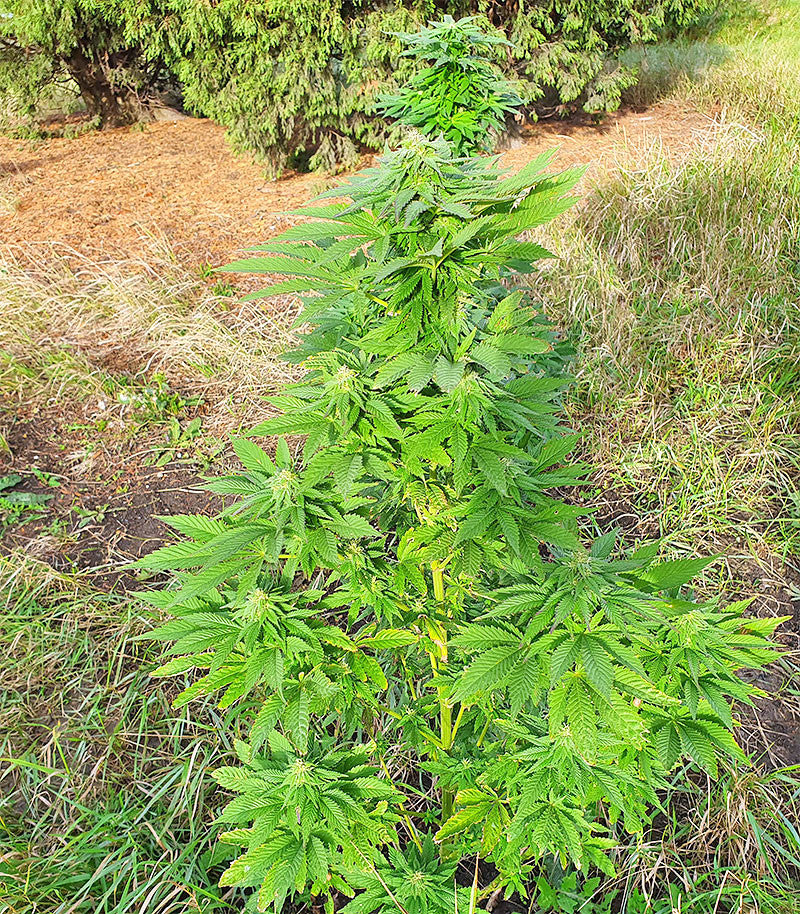 Roślina odmiany Super Skunk Autoflower – zdjęcie 8
