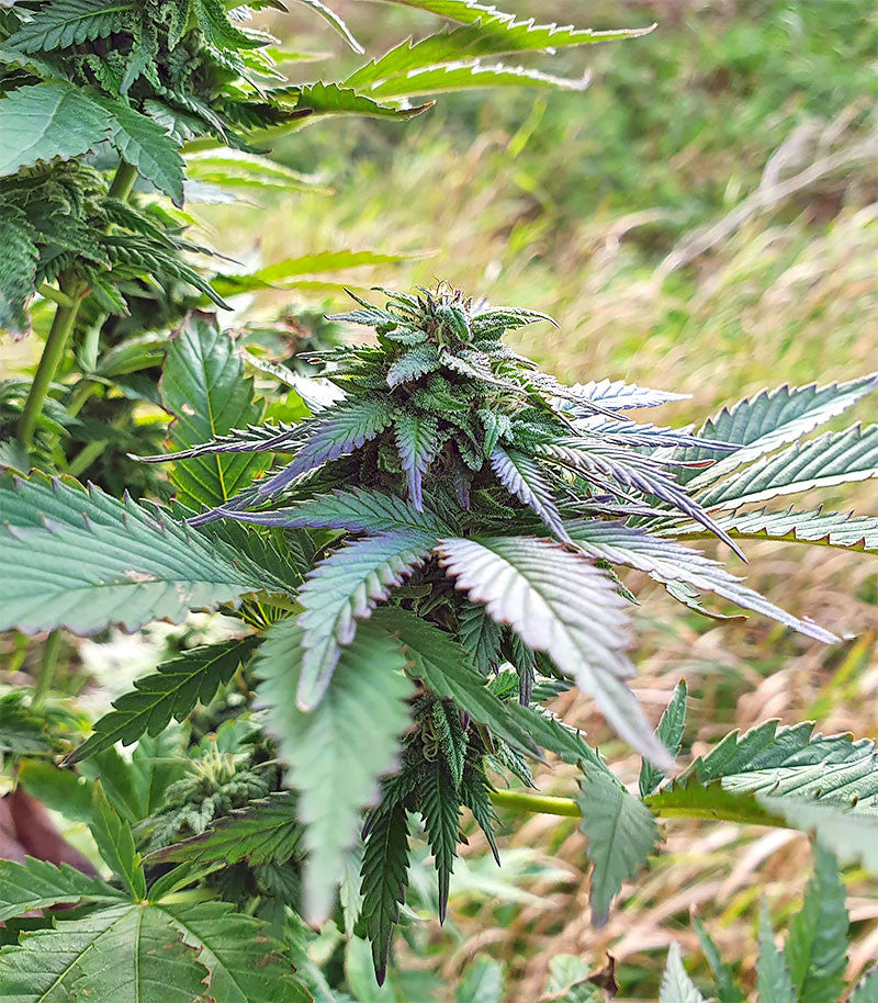 Roślina odmiany Super Skunk Autoflower – zdjęcie 3