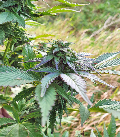 Roślina odmiany Super Skunk Autoflower – zdjęcie 3