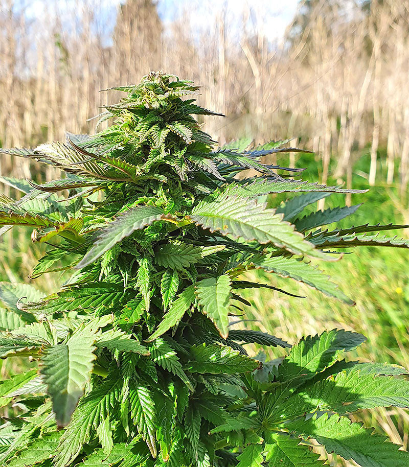Roślina odmiany Super Skunk Autoflower – zdjęcie 10