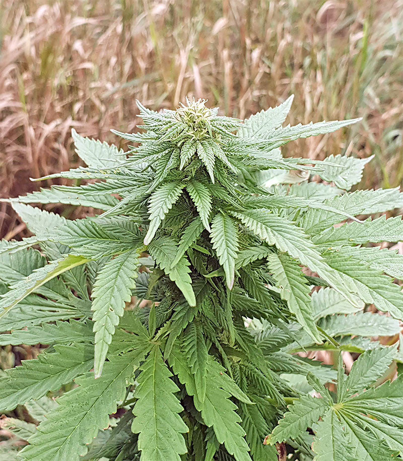 Roślina odmiany Super Skunk Autoflower – zdjęcie 11