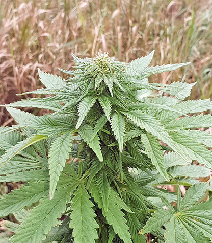 Roślina odmiany Super Skunk Autoflower – zdjęcie 11