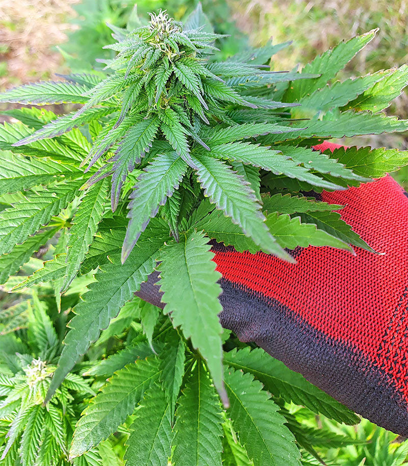Roślina odmiany Super Skunk Autoflower – zdjęcie 12