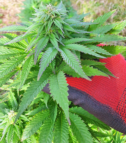 Roślina odmiany Super Skunk Autoflower – zdjęcie 12